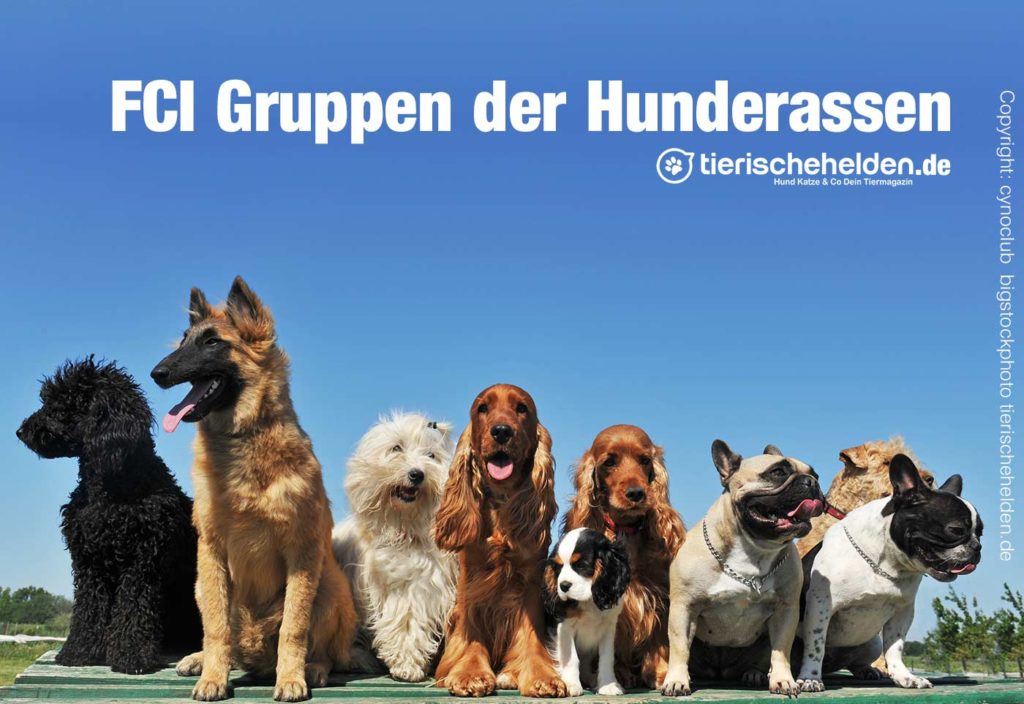 FCI Gruppen der Hunderassen (Rassennomenklatur) » Tierischehelden.de