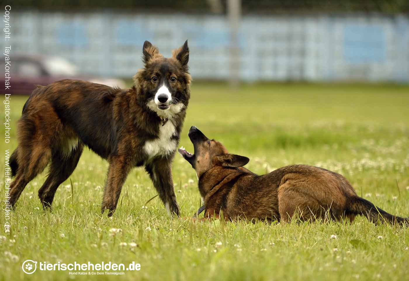 Haltung beim Imponieren des Hundes