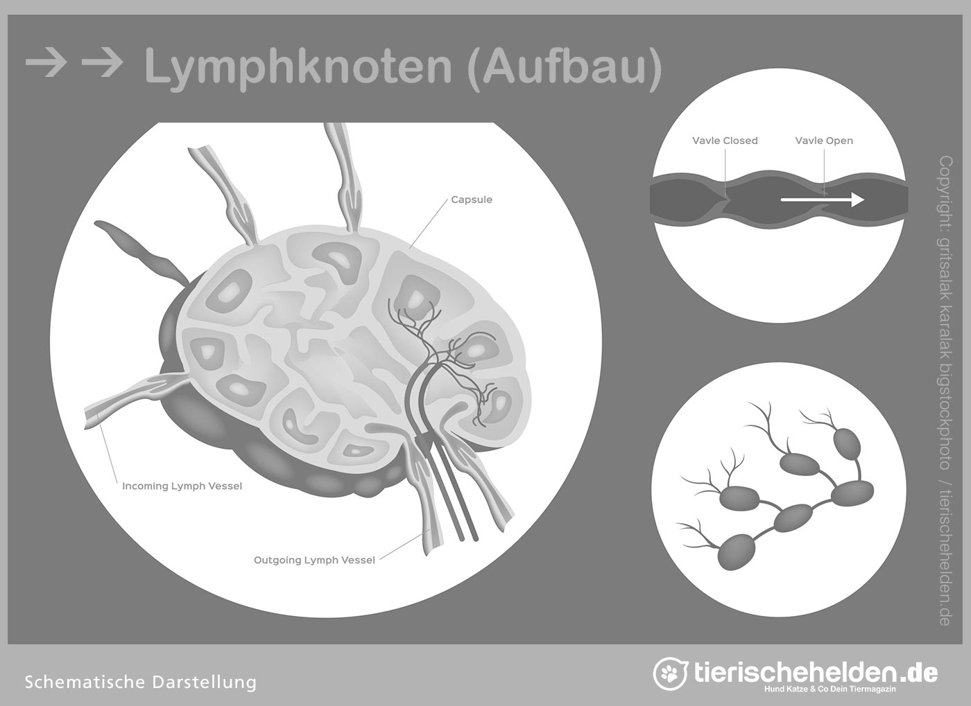 Geschwollene Lymphknoten bei Katzen