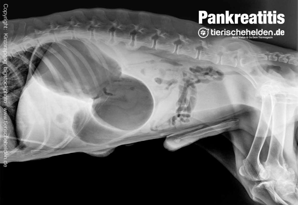 Bauchspeicheldrüsenentzündung beim Hund » Tierischehelden.de