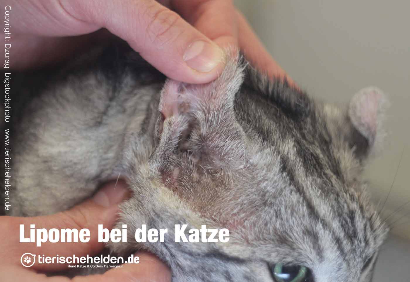 Katze Tumor Hinterbein