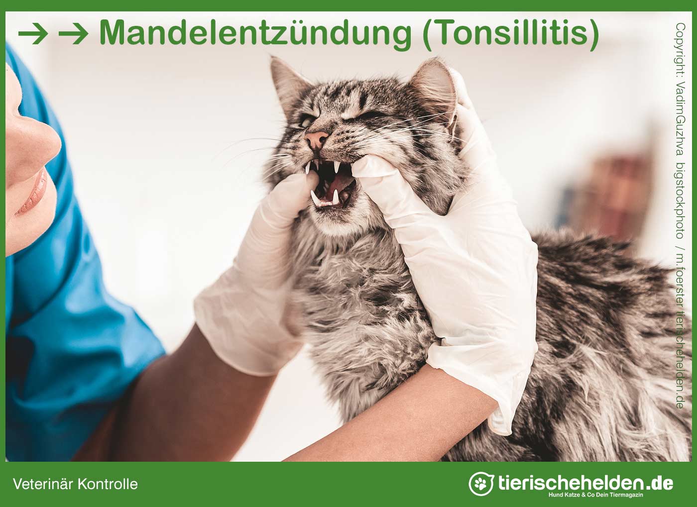 Geschwollene Mandeln bei Katzen (Mandelentzündung)