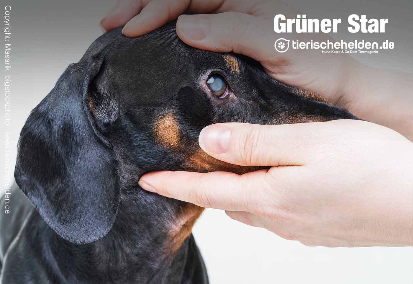 Grüner Star beim Hund (Glaukom)