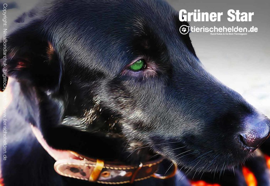 glaukom hund