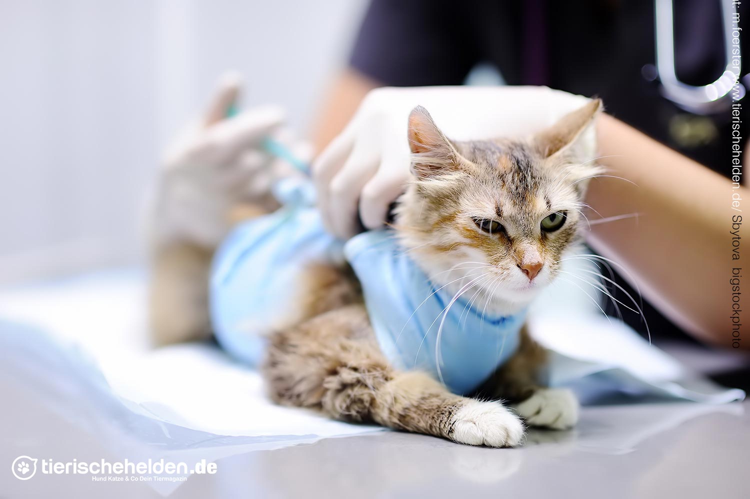 Katze unter Schock nach dem Autounfall