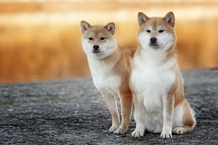 FCI Gruppen der Hunderassen (Rassennomenklatur) 8 Shiba Inu