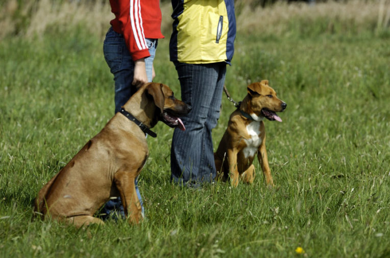 Gebrauchshundeprüfung als Leistungsprüfungen mit Hund