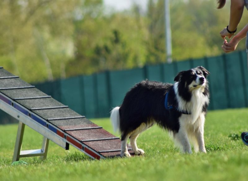 Hundesport, Agility