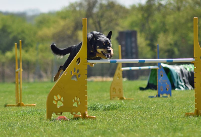 Hundesport, Agility