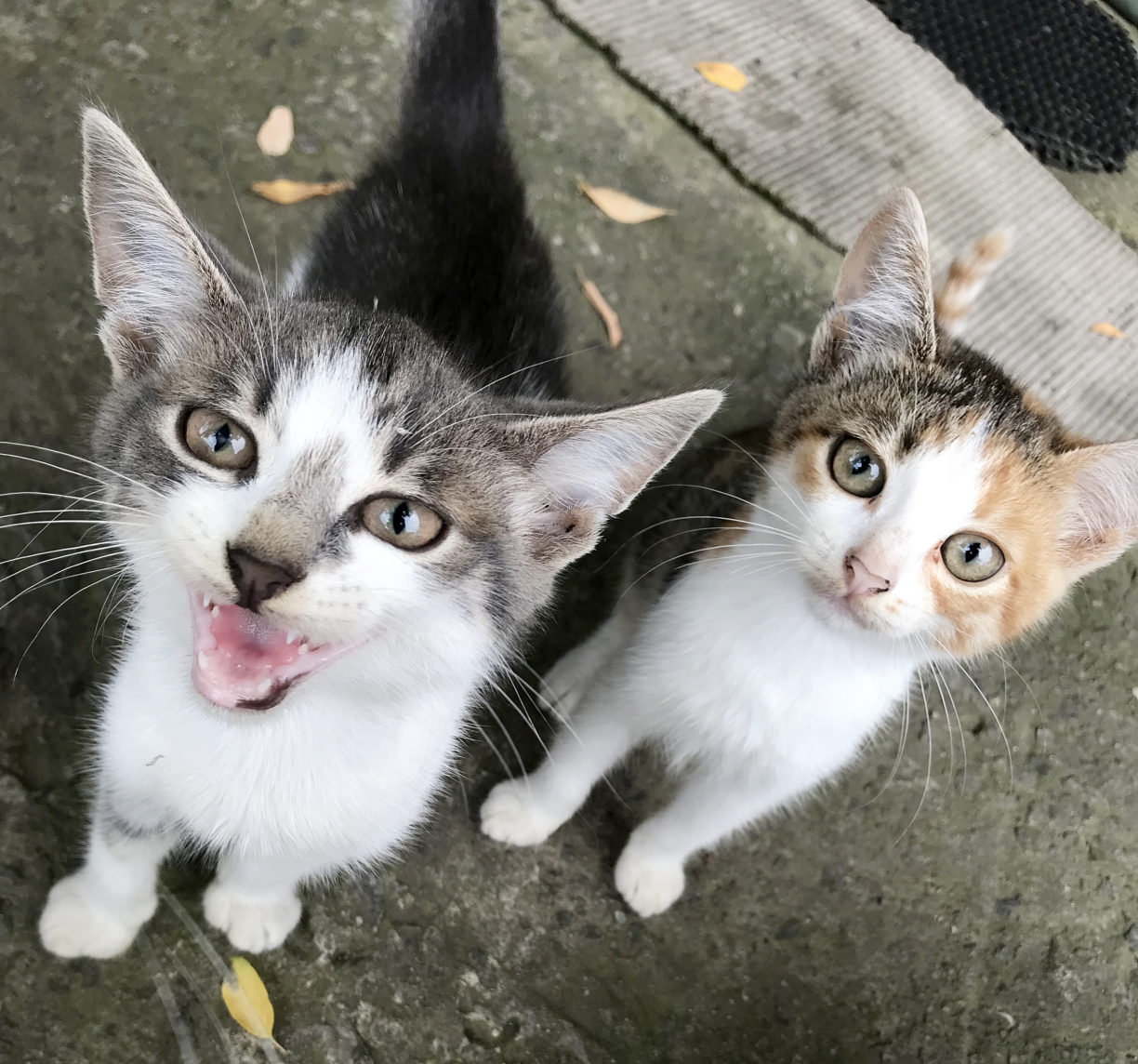 Langeweile bei Katzen