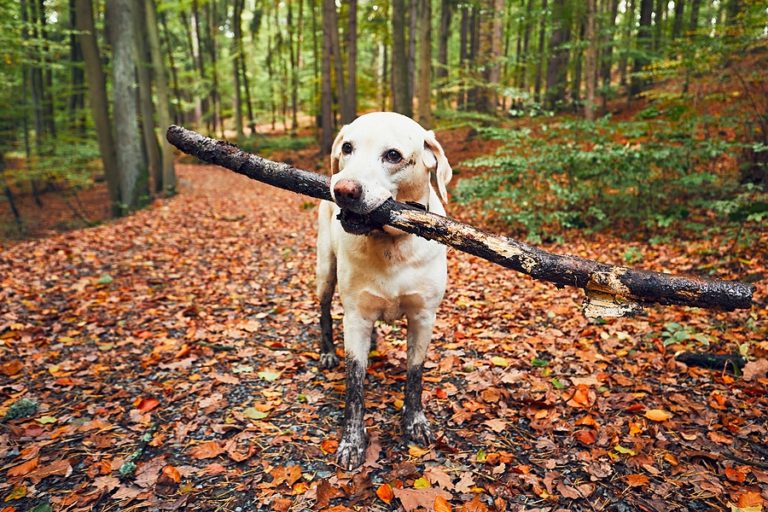 Autoschondeckendreckigerhund » Tierischehelden