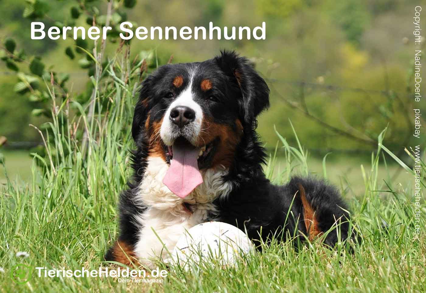 Berner Sennenhund Rasseportrait – Charakter, Wesen und Haltung