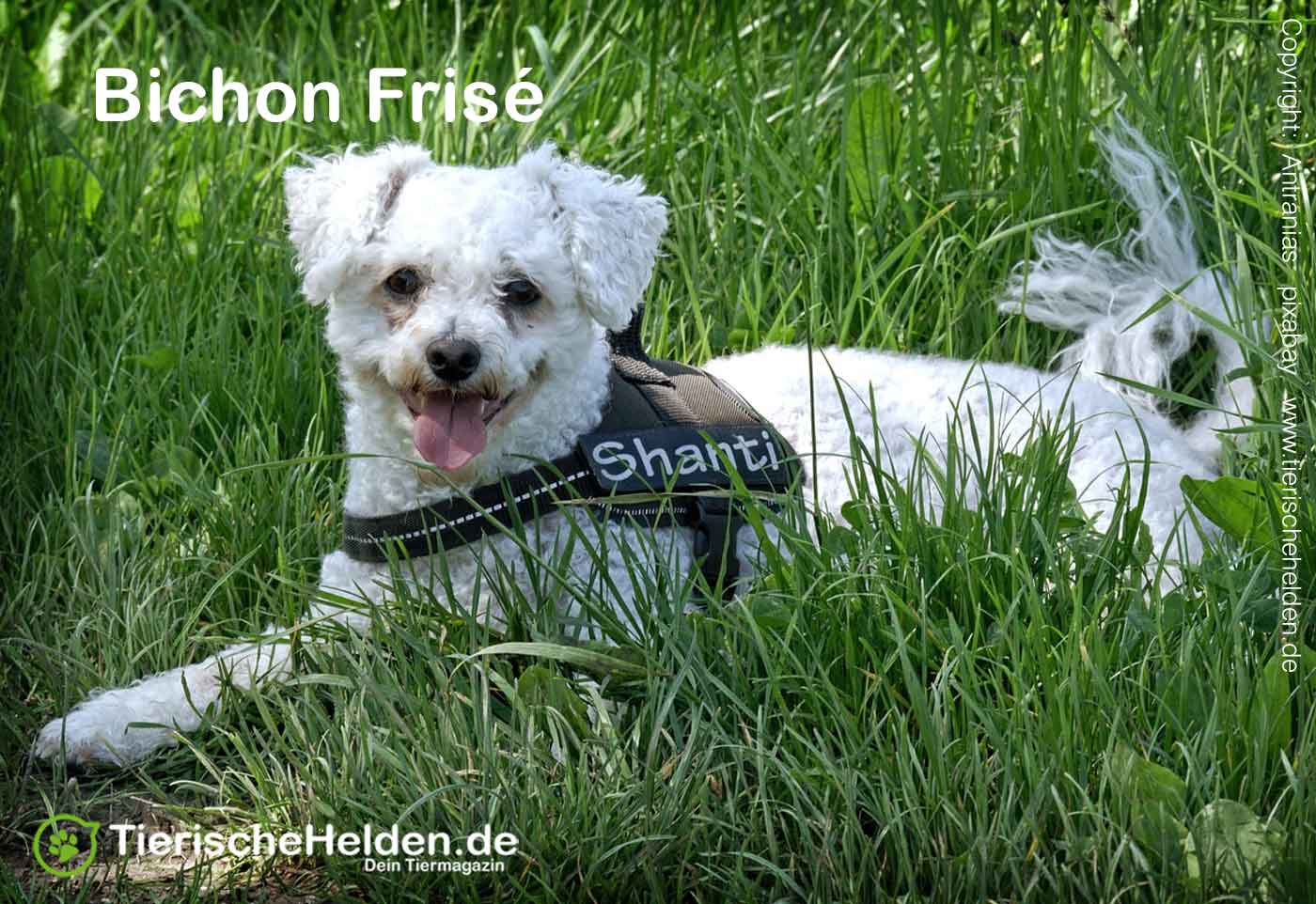 Bichon Frisé Rasseportrait – Charakter, Wesen und Haltung