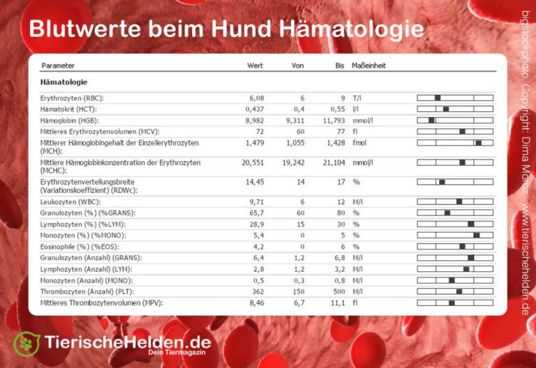 Blutbild Hund Was Kann Man Feststellen www.tierischehelden.de