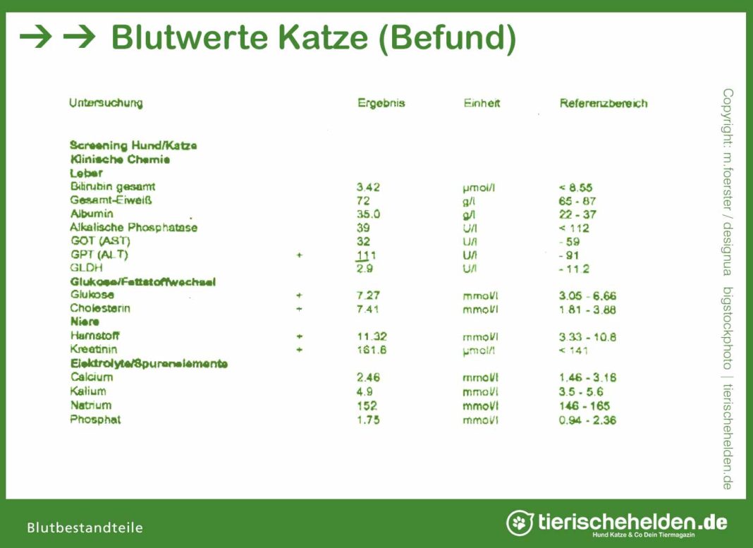 Blutwerte bei Katzen » Klinischer Befund, Laborwerte » Tierischehelden.de