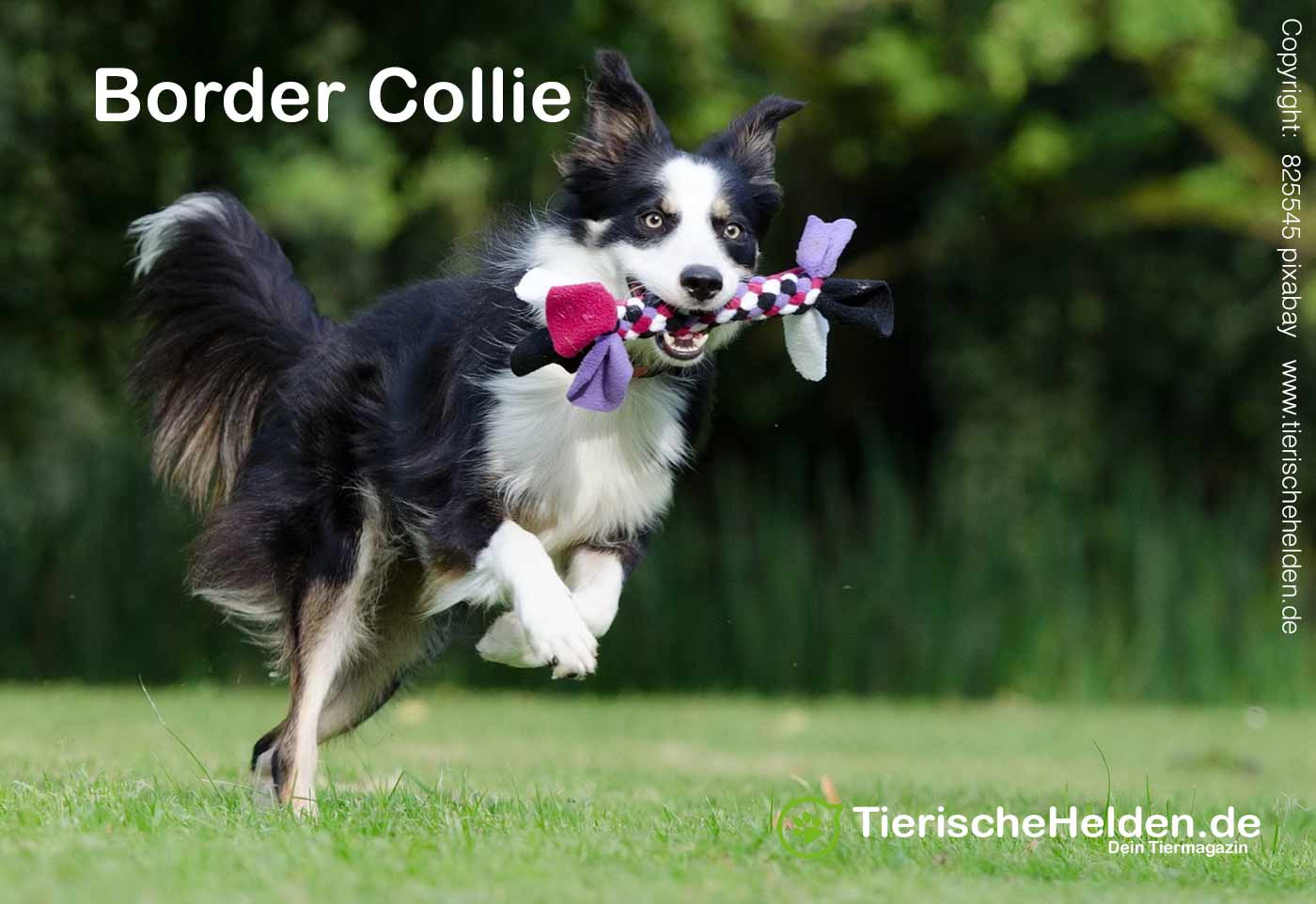 Boder Collie