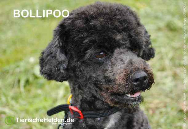 Bollipoo Rasseportrait Charakter und Haltung » Tierischehelden