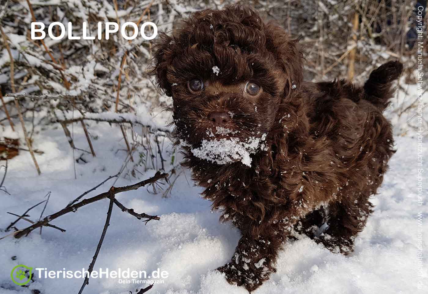 Bollipoo Rasseportrait - Charakter und Haltung 7 Bolonka Doodle