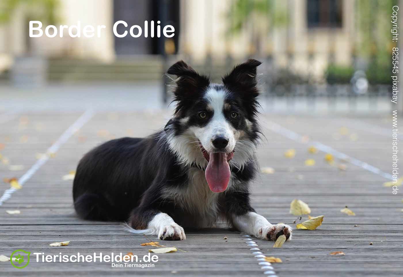 Border Collie Rasseportrait – Charakter, Wesen, Haltung