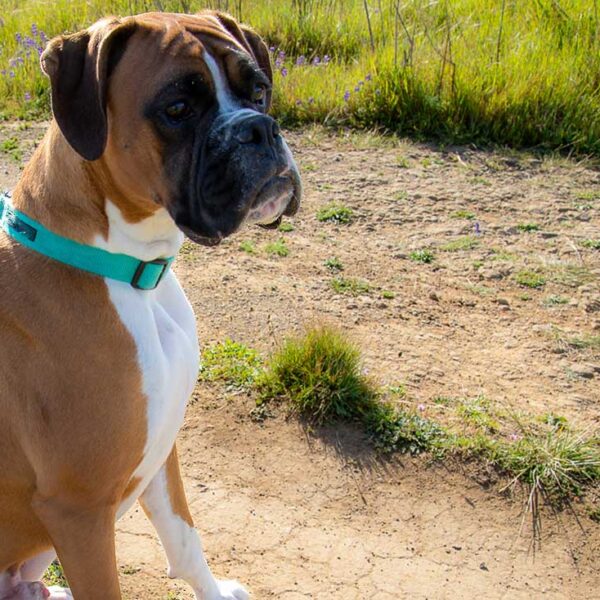 Startseite 9 Wie alt werden Boxer Hunde?