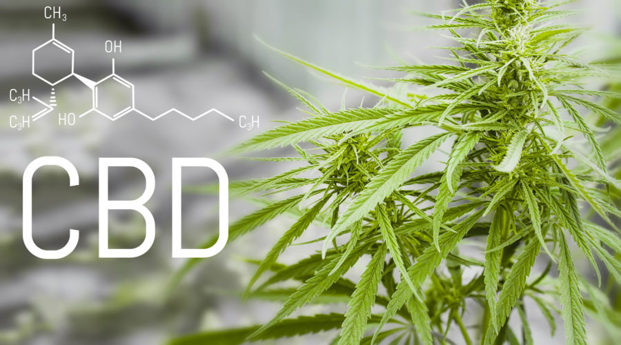 Das beste CBD-Öl für Hunde - Natürliche Heilung & Anwendung 4 CBD-Öl