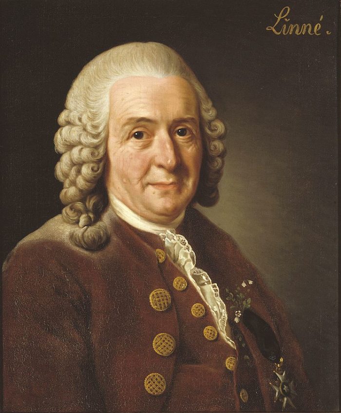 Taxonomie des Hundes - Carl von Linne 3 Taxonomie