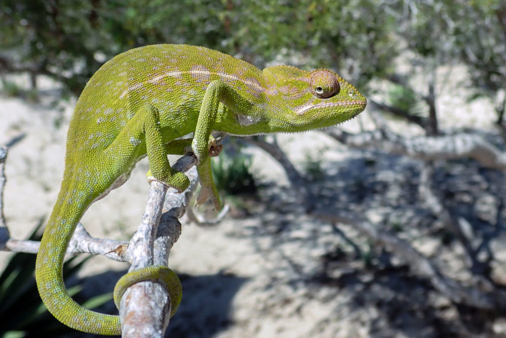 Die beliebtesten Chamäleon Arten auf einen Blick 5 Chamaeleo Chamaeleon