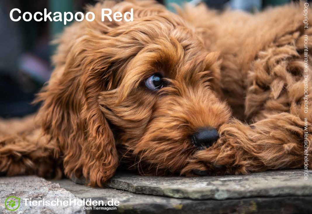 Cockapoo Rasseportrait, Charakter und Haltung » TierischeHelden.de