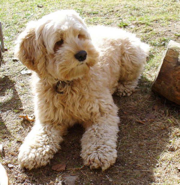 Cockapoo Rasseportrait, Charakter und Haltung 10 Cockerpoo