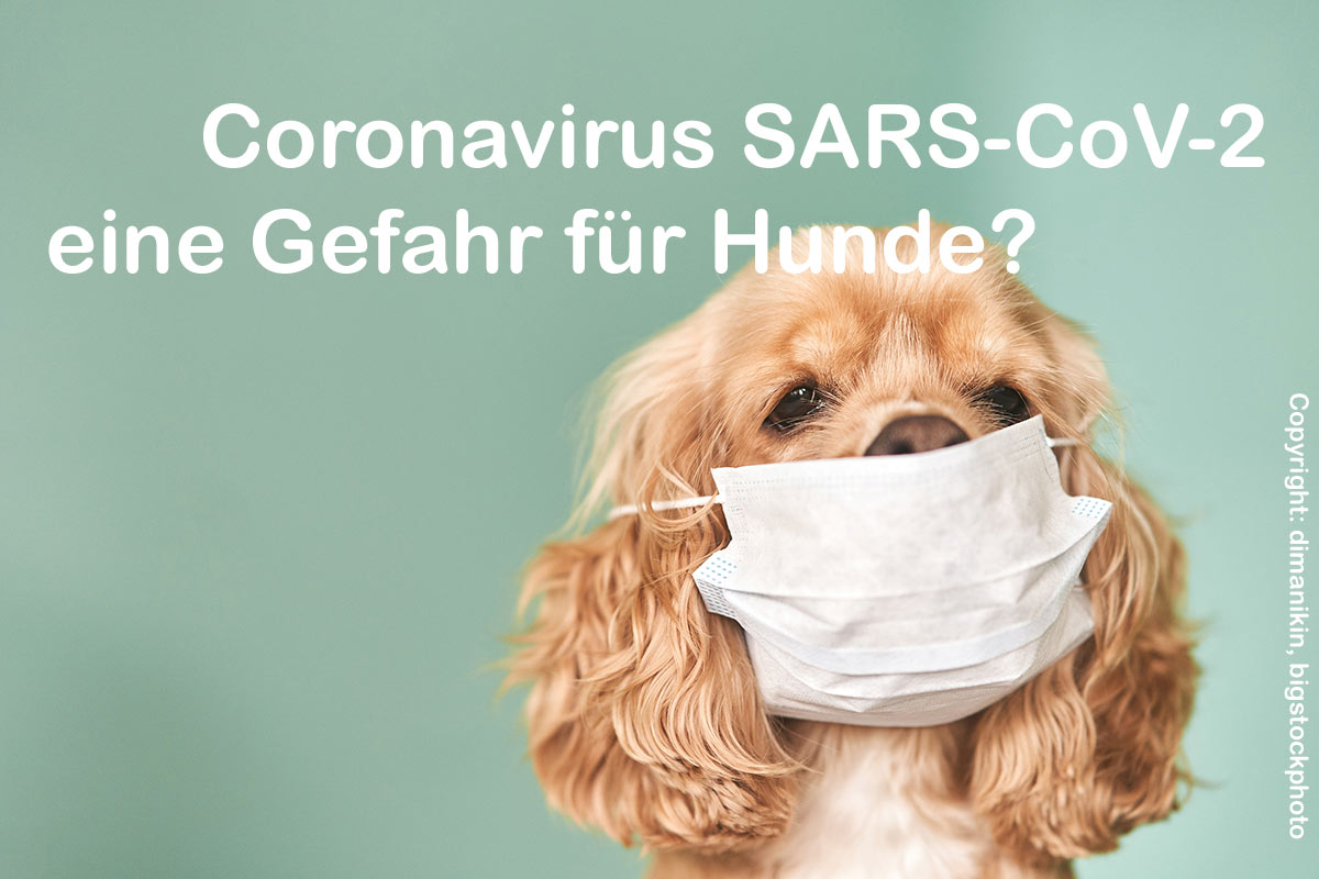 Coronavirus bei Hunden (SARS-CoV-2)