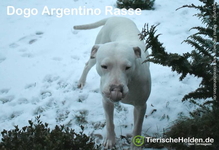 Dogo Argentino Rasseportrait