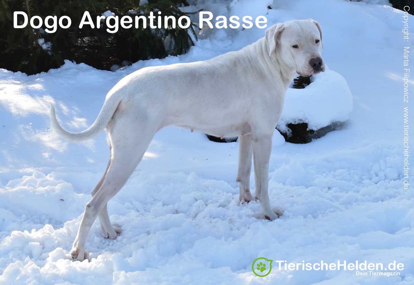 Dogo Argentino Rasse