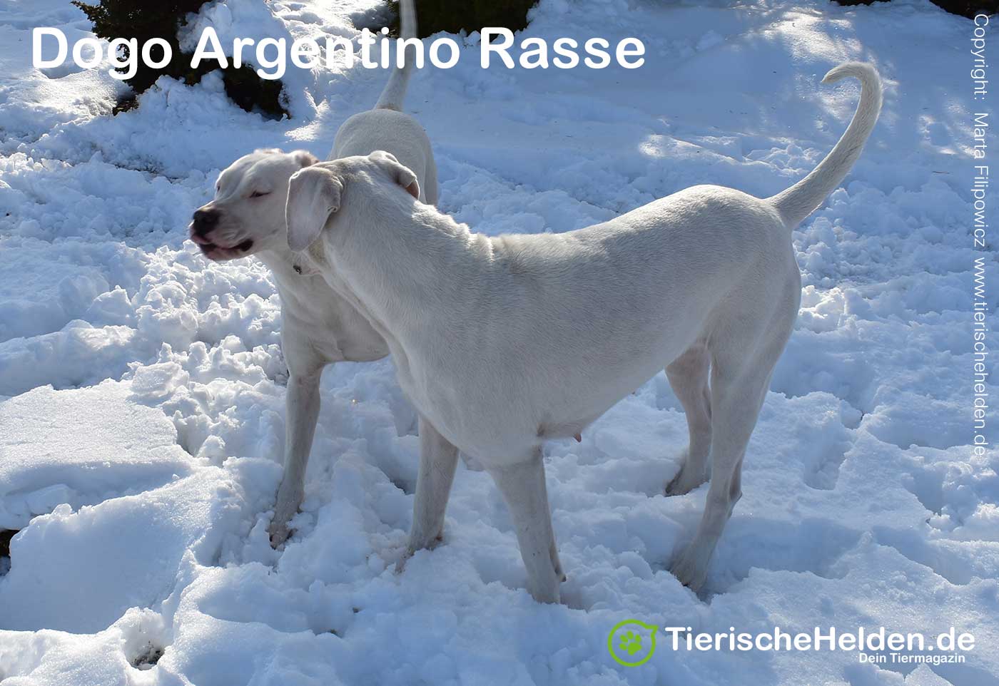 Dogo Argentino Rasseportrait