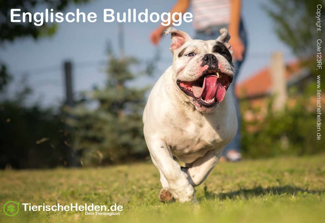 Englische Bulldogge Rasse Charakter, Haltung, Lebenserwartung
