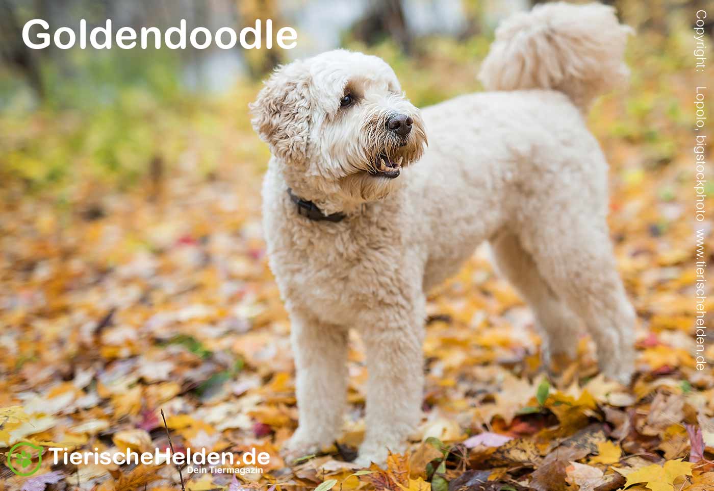 Hunderasse Goldendoodle