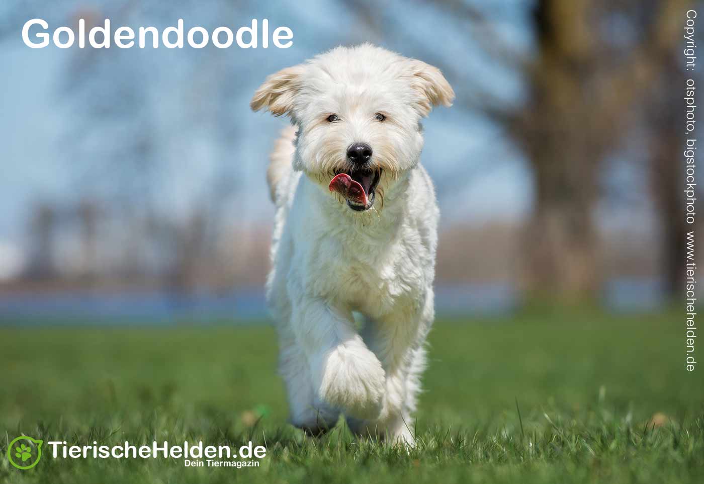 Hunderasse Goldendoodle