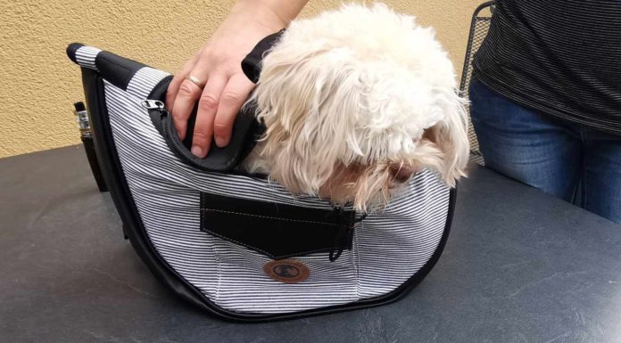 Hund.indieTaschesetzen » Tierischehelden