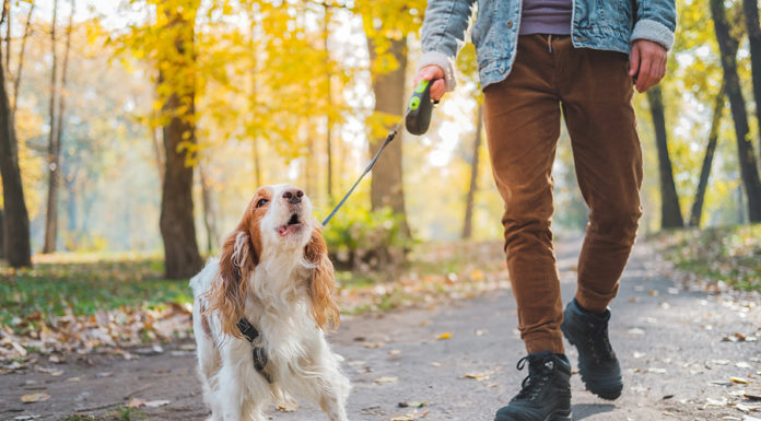 Trächtigkeit bei Hunden » Tierischehelden