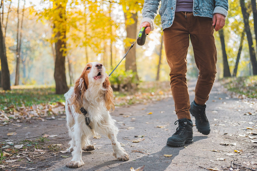 Hund bellt andere Hunde an