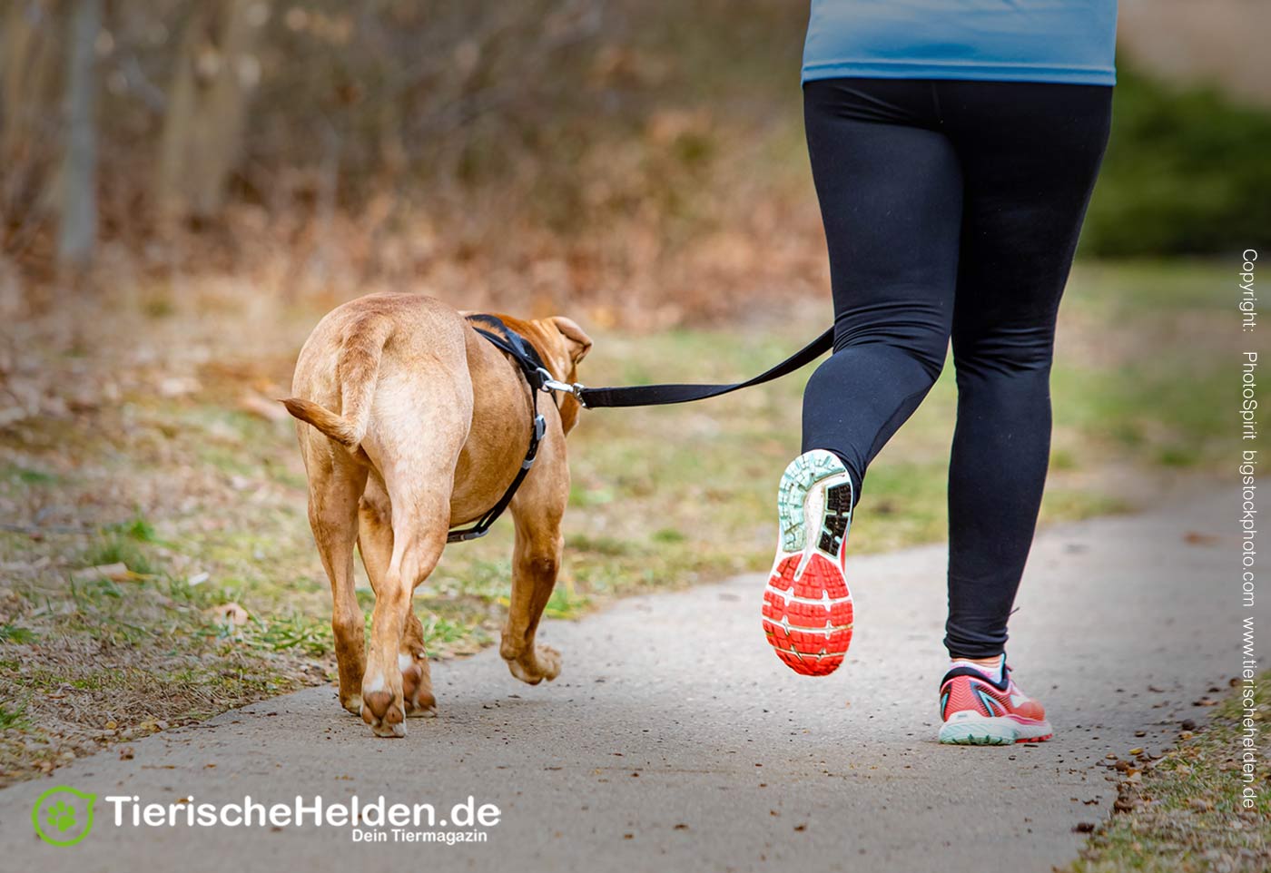 Wie viel Beschäftigung braucht ein Hund? 3