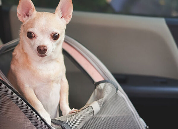 Autositz für Hunde: Die besten Modelle im Vergleich