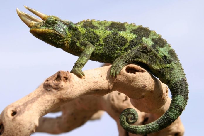 Die beliebtesten Chamäleon Arten auf einen Blick » Tierischehelden.de