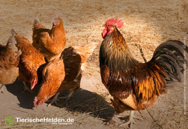 Wie alt wird ein Huhn? » Tierischehelden