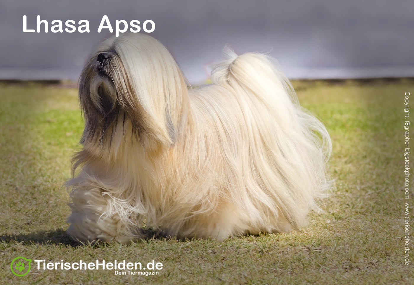 Lhasa Apso Hunderasseportrait - Charakter und Haltung 4 Lhasa Apso