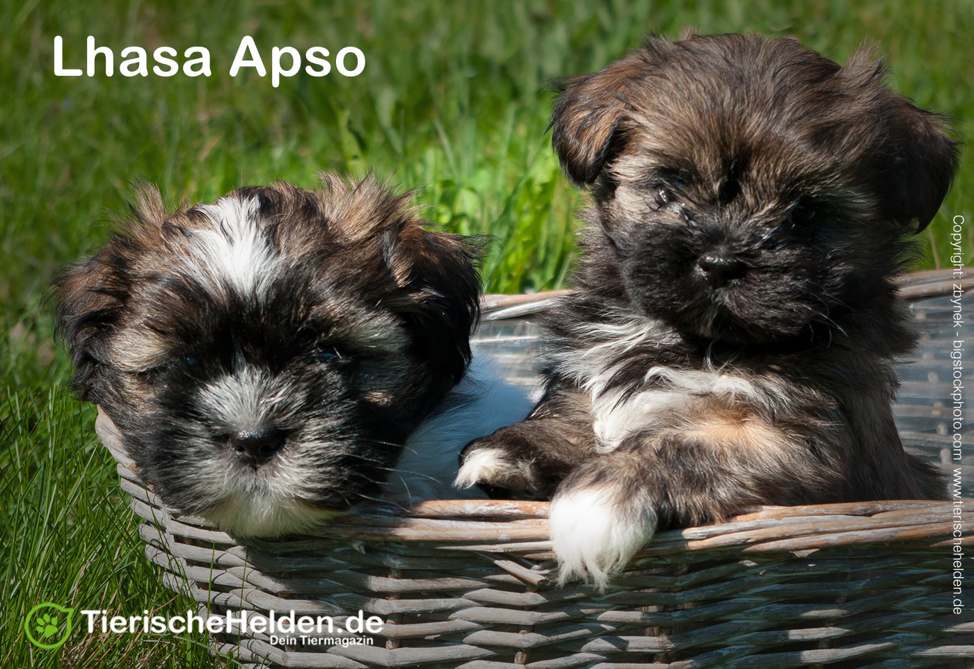 Lhasa Apso Hunderasseportrait - Charakter und Haltung 3 Lhasa Apso