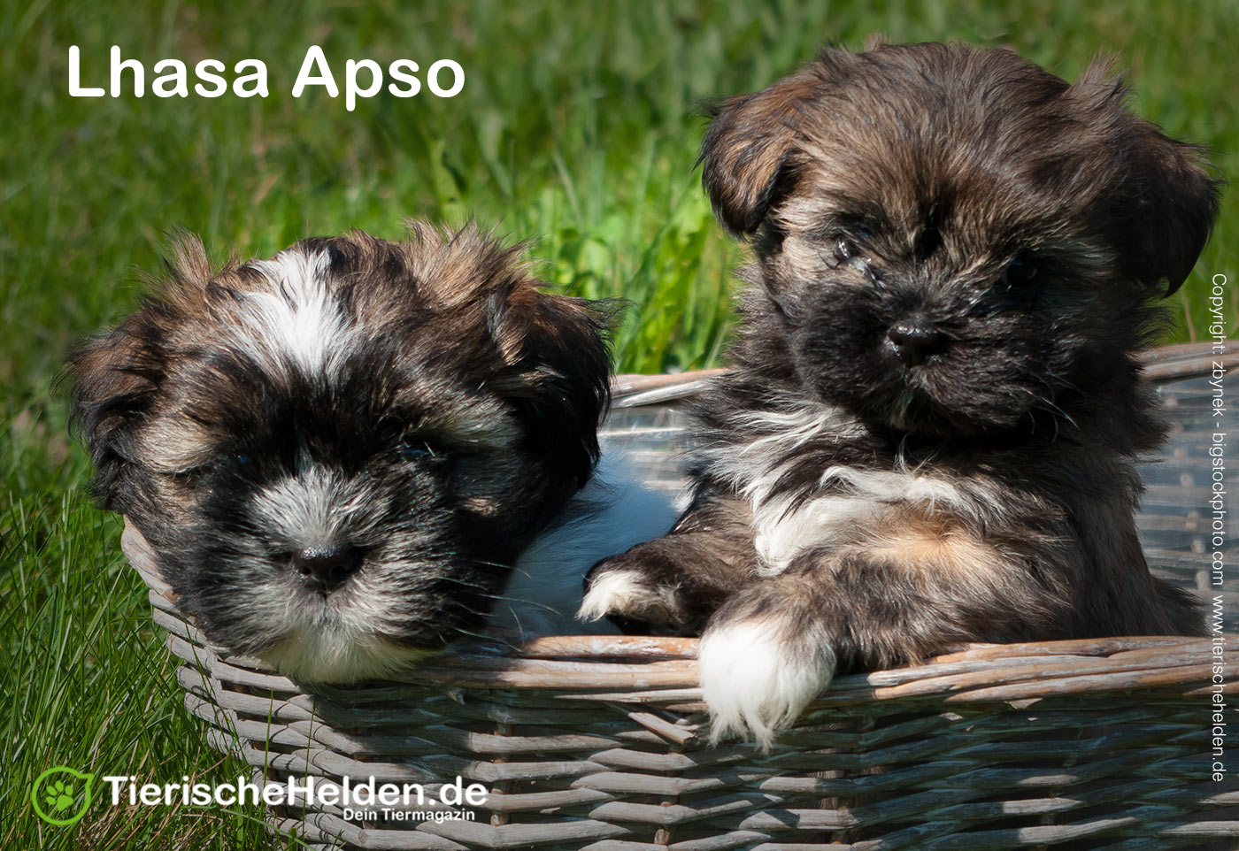 Lhasa Apso