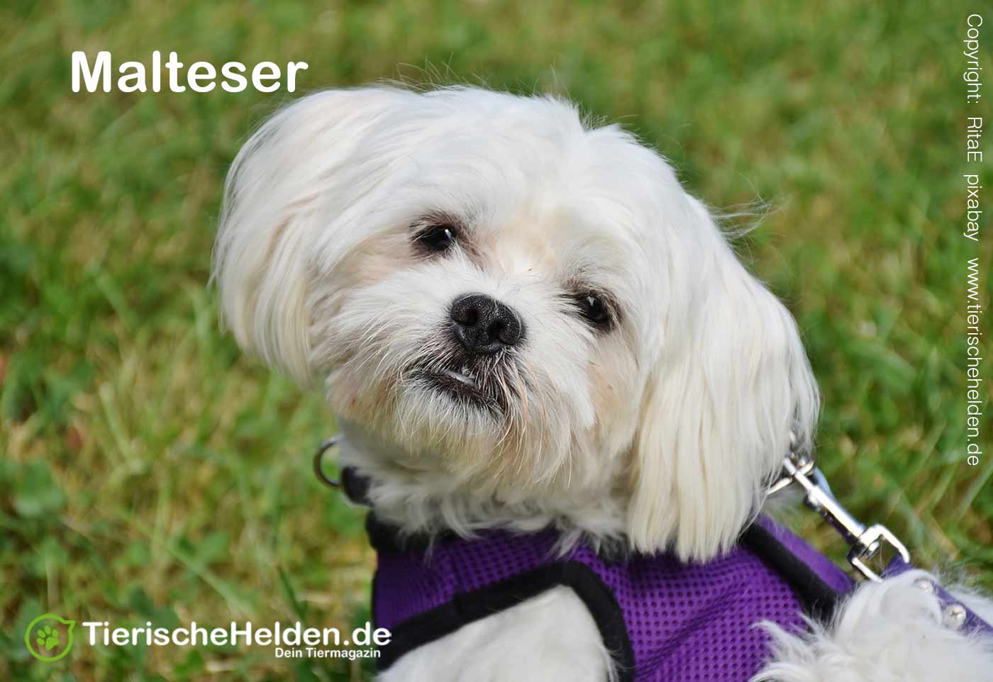 Malteser Hunde Rasseportrait – Charakter und Haltung