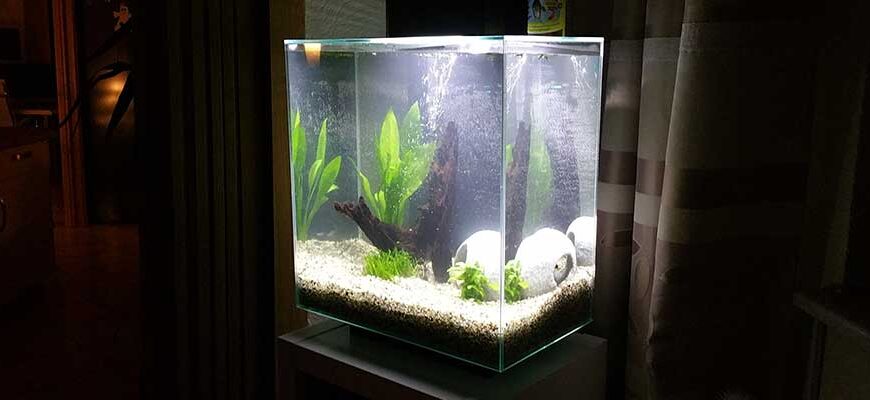 Nano-Aquarium Zubehör: 4 praktische Helfer im Vergleich
