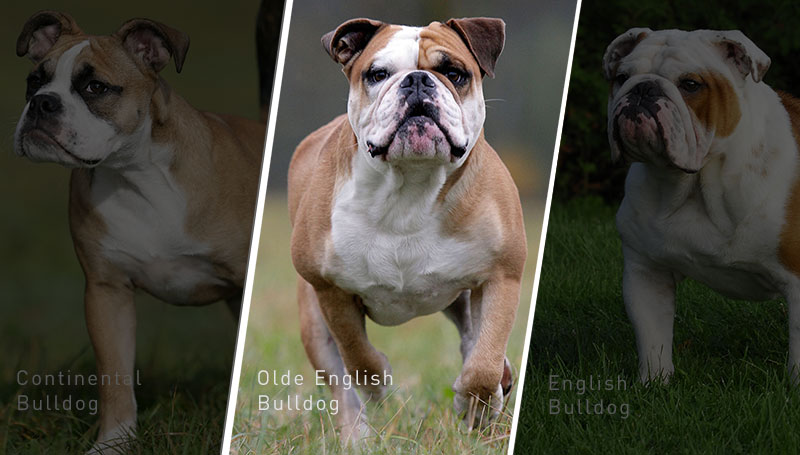 Olde English Bulldog im Rasseporträt: Charakter, Merkmale und Zucht