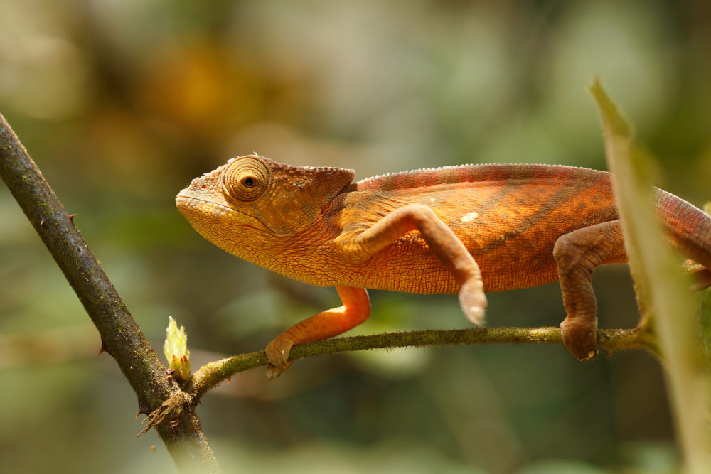 Die beliebtesten Chamäleon Arten auf einen Blick 6 Parsons chameleon